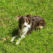Paisley Grace joined the competition — help win amazing prizes! dog, grass, outdoor, sunlight, animal, pet, canine, relaxing, laying_down, nature, fur, mammal, daylight, greenery, quiet, peaceful, summer, resting, companion, friendly