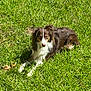 dog, grass, outdoor, sunlight, animal, pet, canine, relaxing, laying_down, nature, fur, mammal, daylight, greenery, quiet, peaceful, summer, resting, companion, friendly