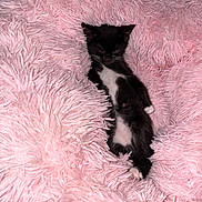 Layla joined the competition — help win amazing prizes! kitten, cat, black_and_white, pink_blanket, fluffy, sleeping, resting, indoors, cozy, cute, pet, animal, furry, small, lying_down, soft_texture, portrait, blanket, relaxed, photography