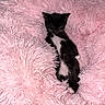 kitten, cat, black_and_white, pink_blanket, fluffy, sleeping, resting, indoors, cozy, cute, pet, animal, furry, small, lying_down, soft_texture, portrait, blanket, relaxed, photography