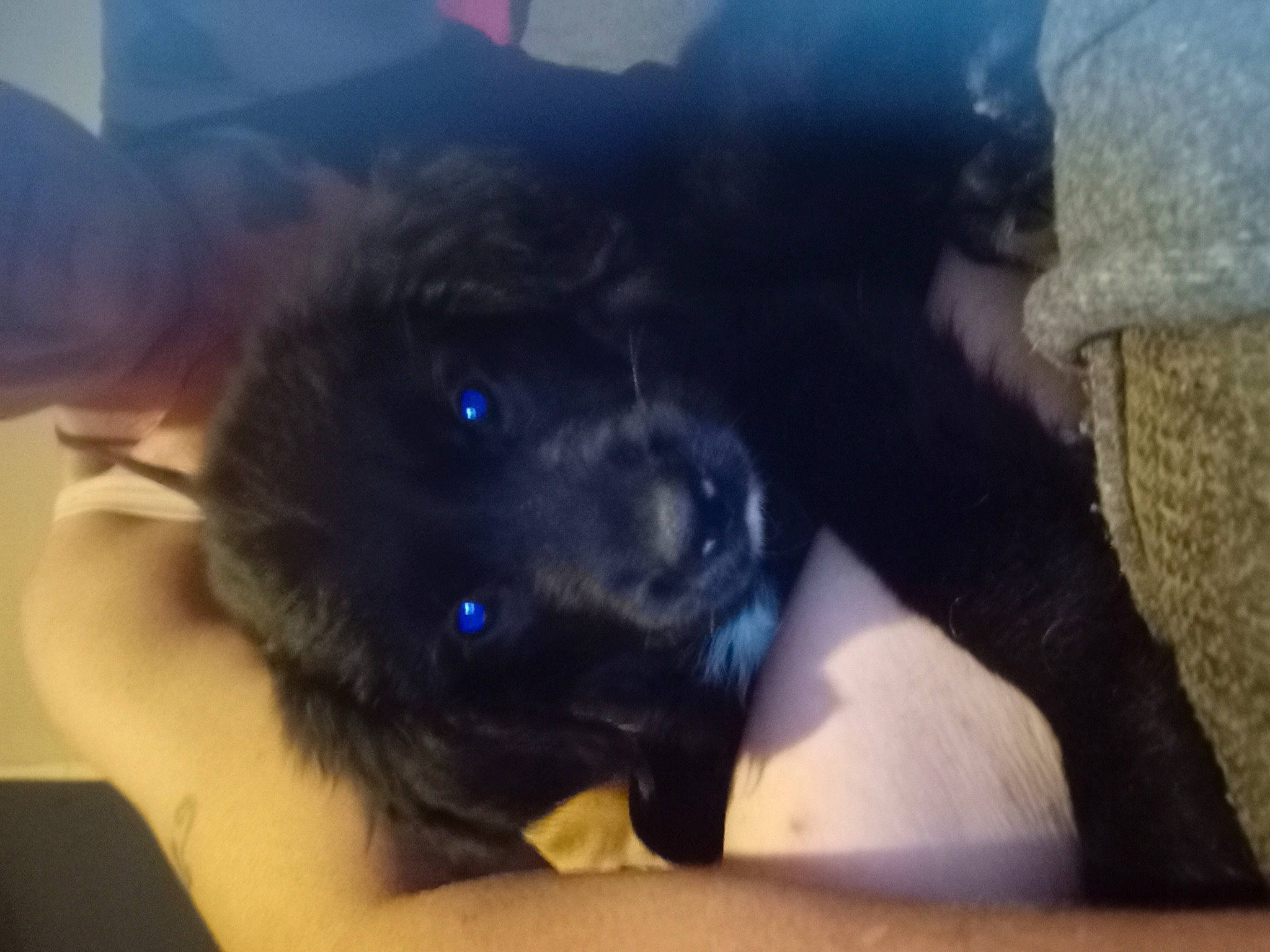 Aiko is registered to the contest to win money with this photo: canidae, carnivore, chest, comfort, companion_dog, dog, dog_breed, electric_blue, fur, guard_dog, human_leg, non_sporting_group, paw, puggle, selfie, snout, sporting_group, thigh, whiskers, working_animal