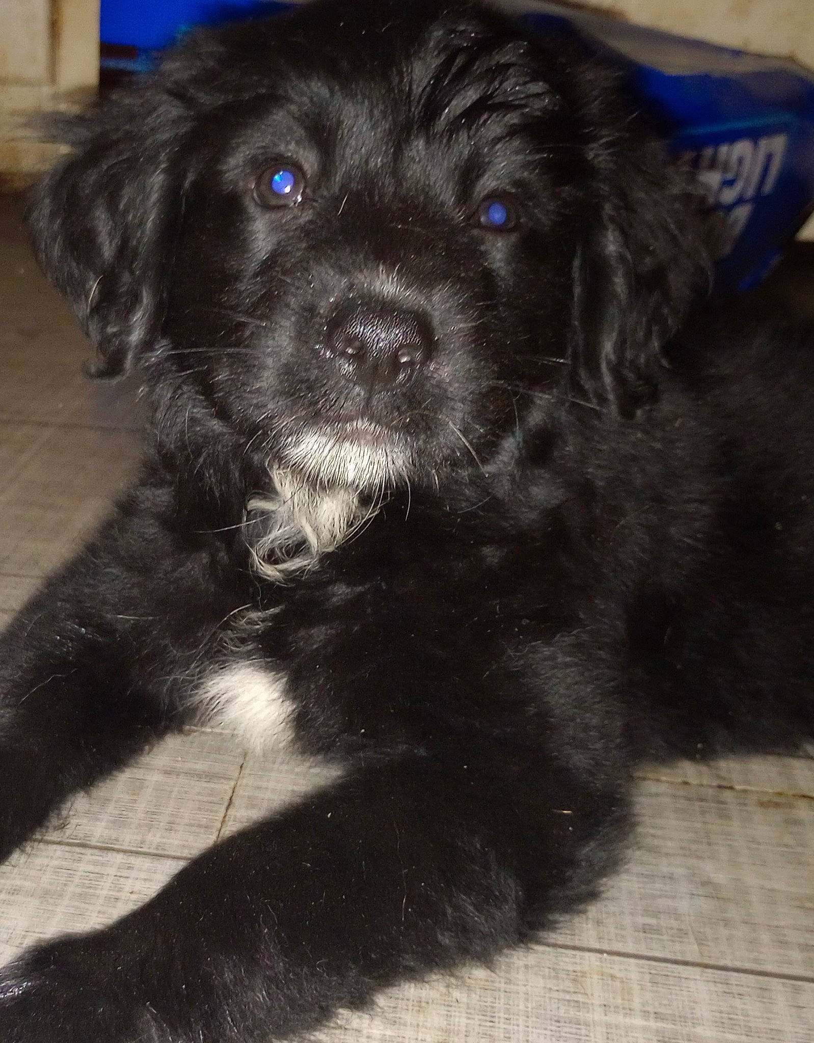 Aiko joined the competition — help win amazing prizes! borador, canidae, carnivore, companion_dog, dog, dog_breed, dog_collar, fur, liver, pet_supply, snout, sporting_group, terrestrial_animal, whiskers, working_animal