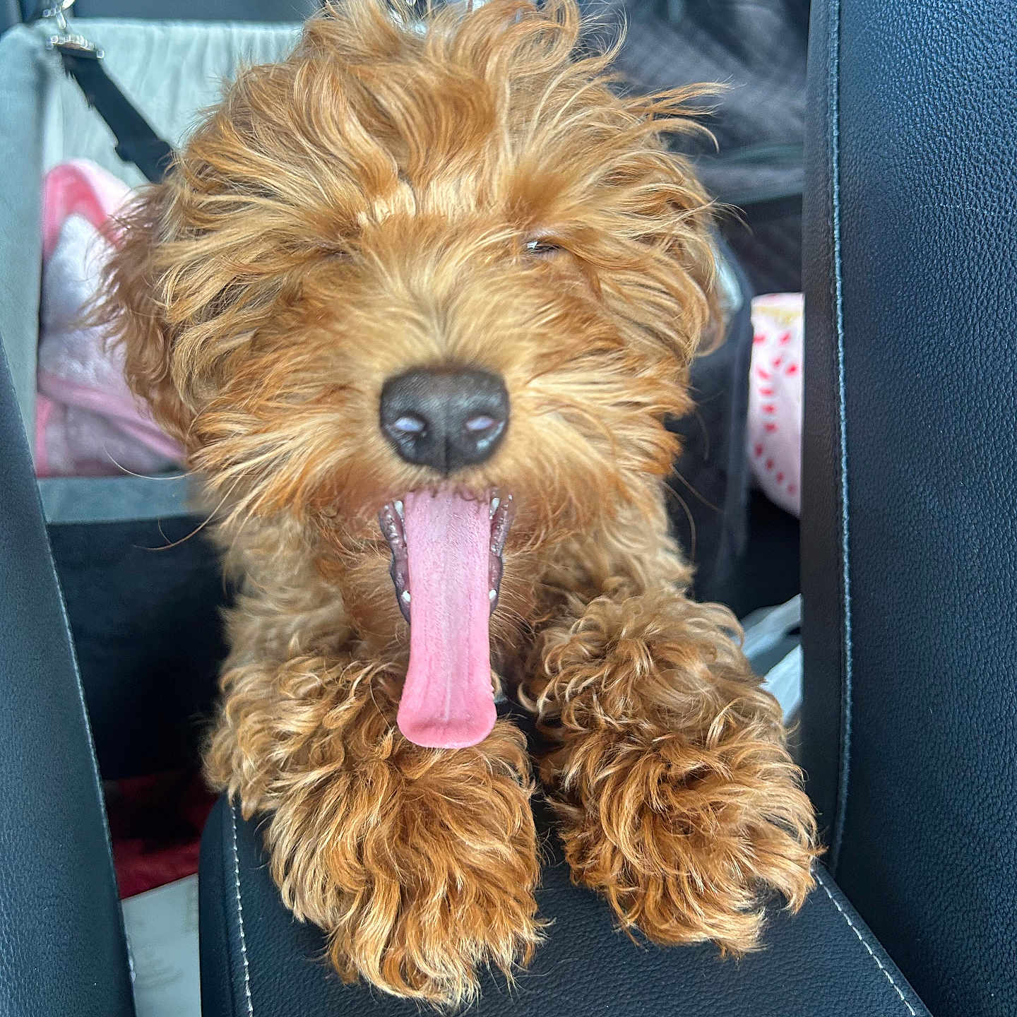 Luna joined the competition — help win amazing prizes! animal, brown, canine, car_interior, close_up, curly_fur, cute, dog, furry, indoor, leather_seat, paw, pet, playful, resting, seat, tongue, tongue_out, transport, vehicle