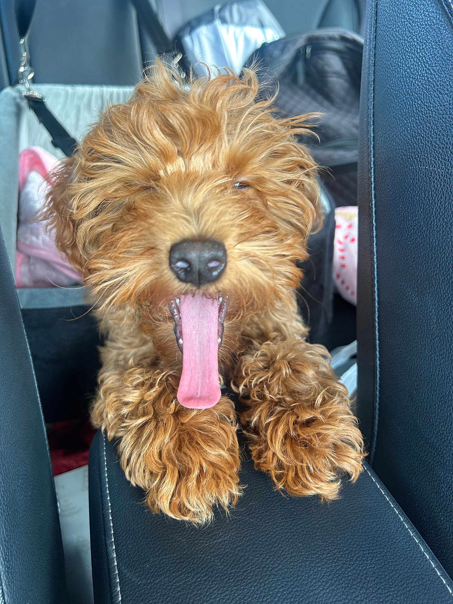 Luna joined the competition — help win amazing prizes! dog, brown, curly_fur, tongue_out, car_interior, leather_seat, paw, pet, cute, animal, close_up, resting, playful, seat, transport, vehicle, indoor, furry, canine, tongue