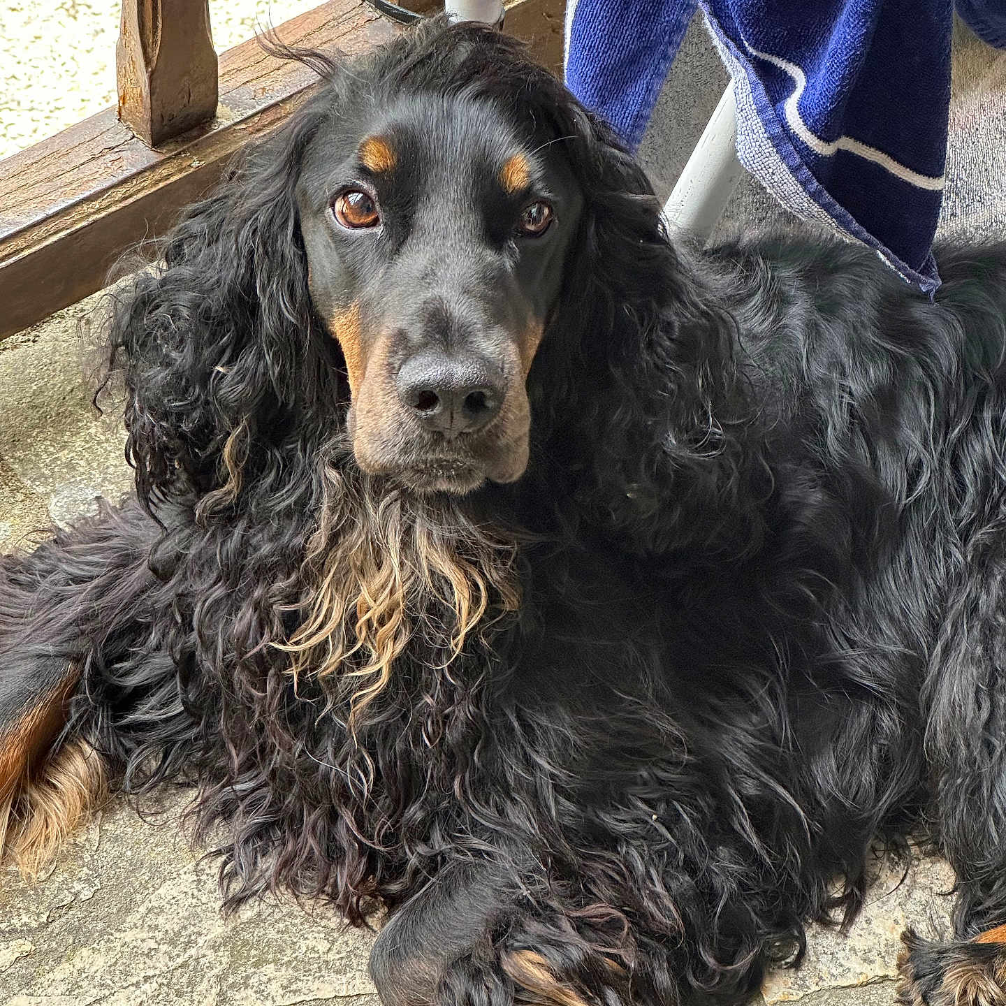 Pagail participe au concours pour gagner de l'argent avec cette photo : animal, canine, cockerspaniel, dog, hound, papillon, person, pet, policedog, poodle, puppy, slate, terrier