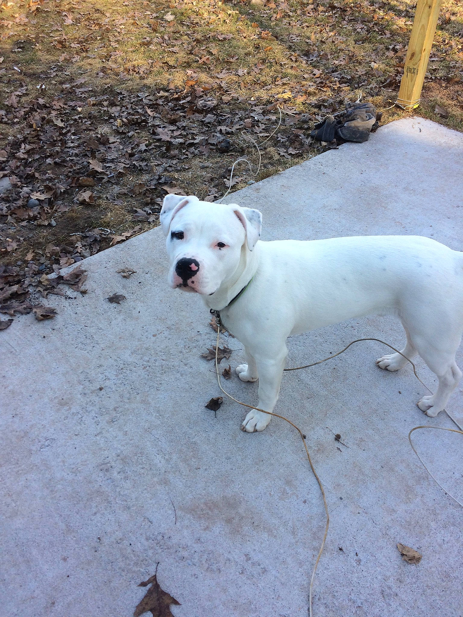 Lucky joined the competition — help win amazing prizes! american_bulldog, american_pit_bull_terrier, bull_and_terrier, canidae, carnivore, cordoba_fighting_dog, dog, dog_breed, dogo_argentino, dogo_guatemalteco, dorset_olde_tyme_bulldogge, fawn, mammal, non_sporting_group, pit_bull, rare_breed_dog, sporting_group, valley_bulldog, vertebrate