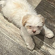 Armani joined the competition — help win amazing prizes! puppy, dog, fluffy, cream_colored, pet, floor, wooden_floor, laying_down, cute, small_dog, animal, domestic_animal, young_dog, fur, indoor, resting, sleepy, adorable, canine, companion