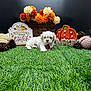 puppy, dog, grass, artificial_grass, flowers, pine_cones, pumpkin, autumn, fall, decoration, basket, plaque, sign, orange, white, cute, pet, indoor, seasonal, cozy