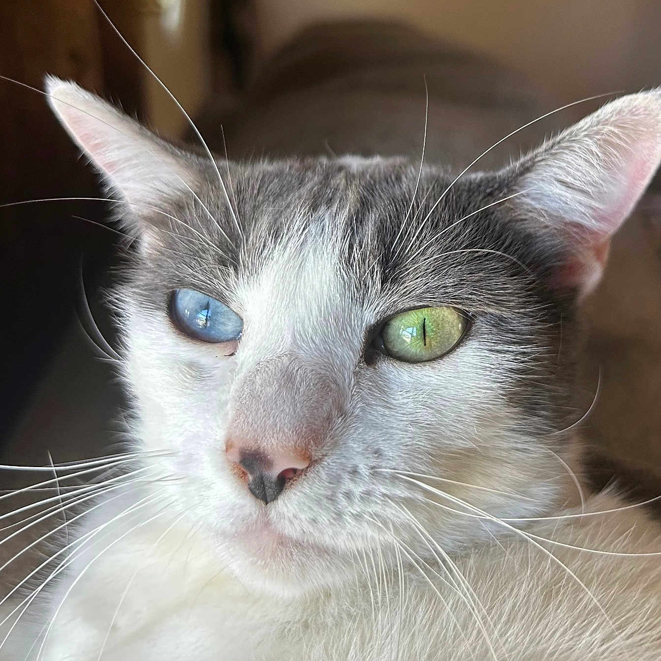 Princess joined the competition — help win amazing prizes! animal, blue_eye, cat, close_up, cozy, cute, domestic_cat, ears, face, feline, fur, green_eye, heterochromia, indoor, nose, pet, portrait, relaxed, soft_light, whiskers