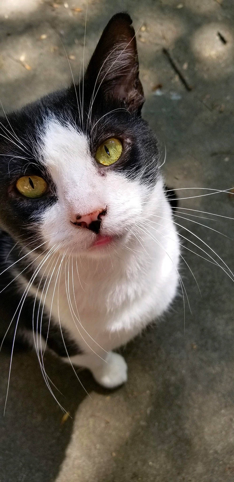 Boogers joined the competition — help win amazing prizes! carnivore, cat, domestic_short_haired_cat, eye, felidae, fur, grass, hair, head, paw, plant, small_to_medium_sized_cats, snout, tail, terrestrial_animal, whiskers