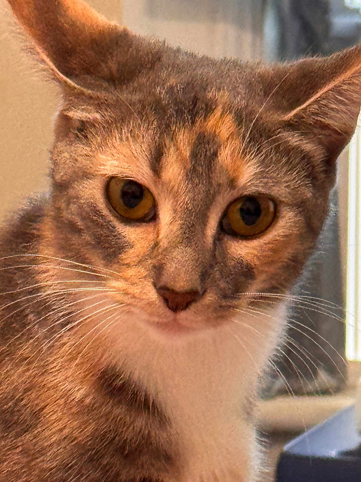 Luna joined the competition — help win amazing prizes! cat, close_up, animal, pet, whiskers, fur, eyes, indoor, curious, portrait, mammal, domestic_animal, feline, face, cute, looking, young, tabby, soft_light, focus