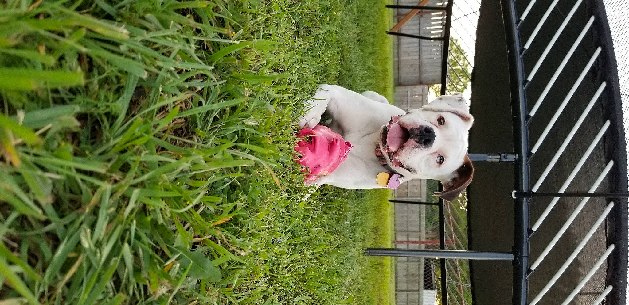 Nyla joined the competition — help win amazing prizes! canidae, carnivore, collar, companion_dog, cordoba_fighting_dog, dog, dog_breed, dog_collar, dogo_guatemalteco, grass, grass_family, guard_dog, hunting_dog, pet_supply, pit_bull, prairie, snout, sporting_group, working_animal, working_dog