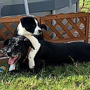 Dixie Scarlet joined the competition — help win amazing prizes! dog, puppy, black_dog, black_and_white_dog, grass, outdoor, playful, pet, animal, fence, sunlight, tongue_out, collar, yard, happy, resting, nature, summer, friendship, cute