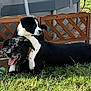 dog, puppy, black_dog, black_and_white_dog, grass, outdoor, playful, pet, animal, fence, sunlight, tongue_out, collar, yard, happy, resting, nature, summer, friendship, cute