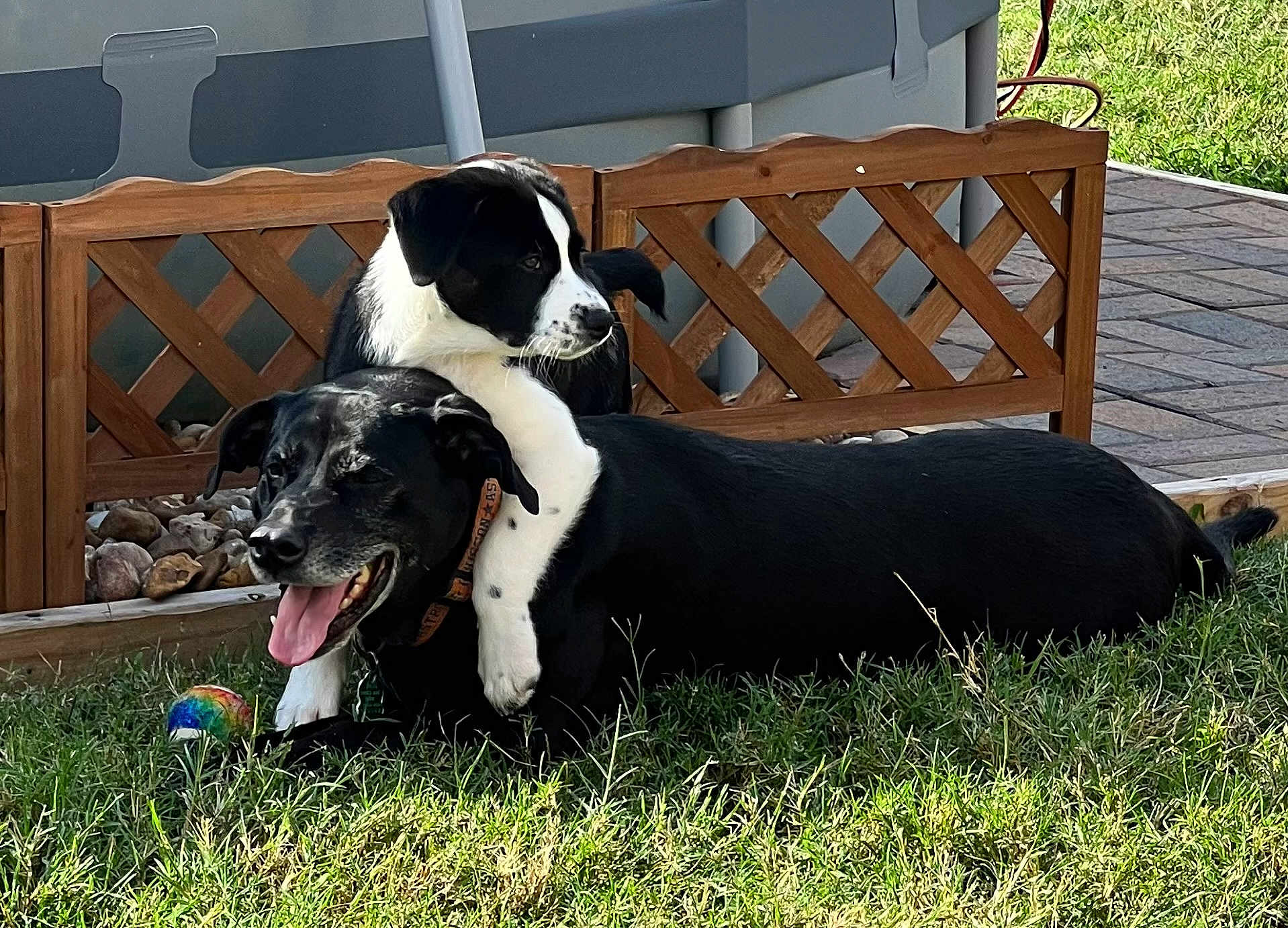 Dixie Scarlet joined the competition — help win amazing prizes! dog, puppy, black_dog, black_and_white_dog, grass, outdoor, playful, pet, animal, fence, sunlight, tongue_out, collar, yard, happy, resting, nature, summer, friendship, cute