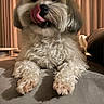 animal, close_up, companion, cozy, curly_fur, curtains, cute, dog, domestic, fluffy, friendly, indoor, mammal, paws, pet, playful, resting, soft_surface, tongue_out, warm_lighting