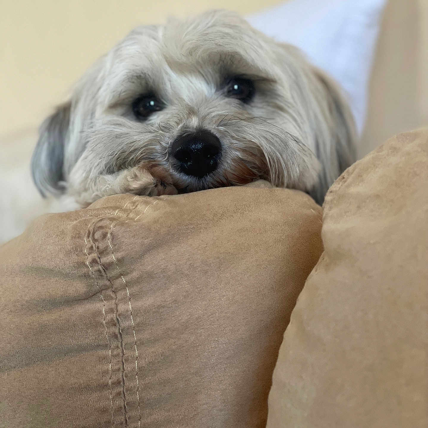 Lana participe au concours pour gagner de l'argent avec cette photo : animal, beige, black_nose, brown, closeup, comfort, couch, cute, dog, fluffy, fur, home, indoor, nostrils, pet, relaxed, resting, sleepy, soft, whiskers