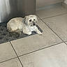 animal, calm, companion, corner, dog, domestic_animal, floor, fur, gray_ears, household, indoor, looking_away, mat, pet, quiet, relaxed, resting, small_dog, tile_floor, white_dog