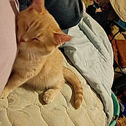Delilah is registered to the contest to win money with this photo: cat, orange_cat, sleeping, mattress, blanket, quilt, jeans, person, indoor, cozy, resting, paw, tail, feline, pet, fabric, bedroom, comfort, relaxing, soft