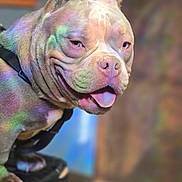 Guerro is registered to the contest to win money with this photo: animal, canine, chair, closeup, colorful, dog, expression, floor, fur, happy, harness, indoor, pet, playful, portrait, rainbow_light, sitting, smiling, tile, tongue_out