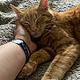 Diesel participe au concours pour gagner de l'argent avec cette photo : animal, blanket, cat, close_up, comfort, companionship, cozy, cute, domestic_cat, feline, ginger_cat, hand, indoor, paw, pet, relaxed, resting, sleeping, soft, wristband