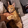 animal, blanket, cat, comfort, cozy, cushion, cute, fur, furniture, hand, indoor, orange_tabby, paw, person, pet, playful, relaxed, resting, soft, warm_lighting