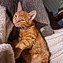 Diesel a rejoint le concours — aidez-le/la à gagner de superbes lots ! animal, blanket, cat, cozy, cute, domestic_cat, feline, fluffy, fur, indoor, mammal, orange_tabby, paw, pet, pillow, relaxed, resting, sleepy, soft, whiskers