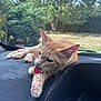 animal, car_interior, cat, closeup, dashboard, domestic_animal, ears, feline, fur, greenery, licking, nature, orange_tabby, outdoor, paw, pet, relaxed, sunlight, whiskers, window