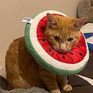 Diesel a rejoint le concours — aidez-le/la à gagner de superbes lots ! animal, bed, blanket, cat, collar, cozy, cute, domestic_cat, ears, feline, fur, ginger_cat, indoor, orange, pet, plush_collar, resting, sitting, watermelon, whiskers