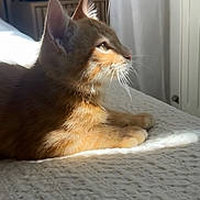 Diesel participe au concours pour gagner de l'argent avec cette photo : cat, orange_tabby, bed, sunlight, indoor, pet, whiskers, fur, relaxed, side_profile, domestic_cat, curtains, window_light, cozy, feline, resting, quiet, soft_light, texture, peaceful