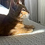 cat, orange_tabby, bed, sunlight, indoor, pet, whiskers, fur, relaxed, side_profile, domestic_cat, curtains, window_light, cozy, feline, resting, quiet, soft_light, texture, peaceful