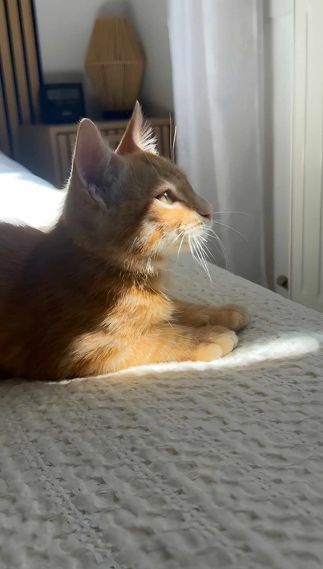 Diesel participe au concours pour gagner de l'argent avec cette photo : cat, orange_tabby, bed, sunlight, indoor, pet, whiskers, fur, relaxed, side_profile, domestic_cat, curtains, window_light, cozy, feline, resting, quiet, soft_light, texture, peaceful