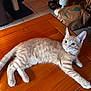 animal, cat, cat_scratching_post, cozy, curious, cute, domestic, ears_up, fan, feline, floor_tiles, home, indoor, kitten, laying_down, orange_tabby, pet, relaxed, wide_eyes, wooden_table