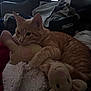 animal, bedroom, blanket, cat, clutter, comfort, cozy, cute, feline, fur, home, indoor, orange_tabby, pet, plush_toy, relaxed, resting, sleepy, soft_toy, stuffed_animal