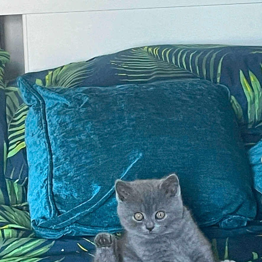 Kiki joined the competition — help win amazing prizes! abyssinian, angora, animal, architecture, art, blanket, building, cat, couch, cushion, furniture, homedecor, indoors, kitten, livingroom, manx, painting, pet, pillow, room