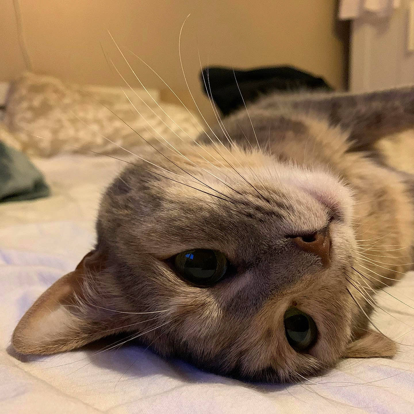 Mia participe au concours pour gagner de l'argent avec cette photo : american_shorthair, burmese, carnivore, cat, close_up, ear, eye, felidae, fur, kitten, mammal, nose, scottish_fold, small_to_medium_sized_cats, snout, tabby_cat, thai, tonkinese, vertebrate, whiskers