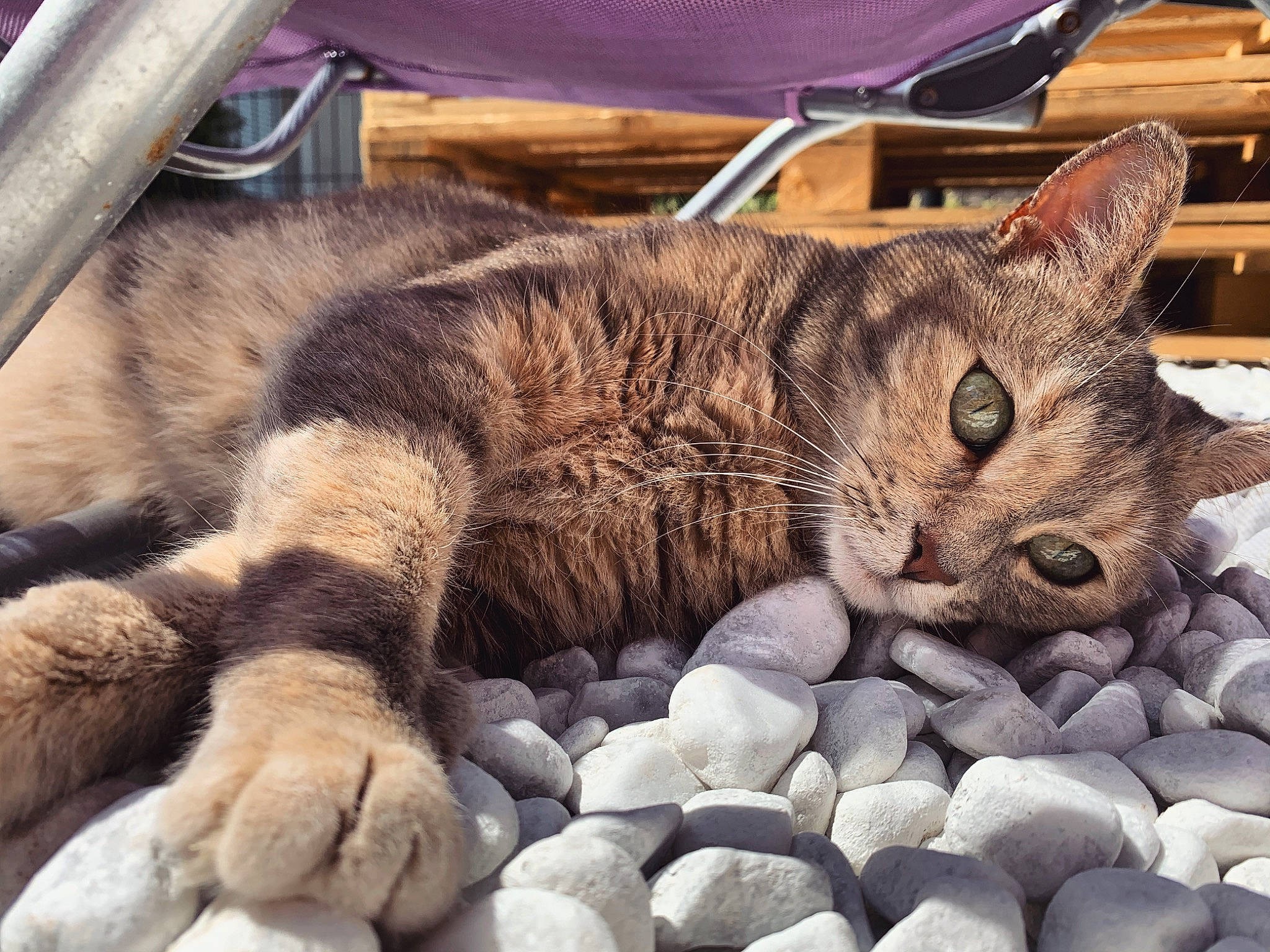 Mia a rejoint le concours — aidez-le/la à gagner de superbes lots ! aegean_cat, american_shorthair, asian, california_spangled, carnivore, cat, claw, domestic_short_haired_cat, dragon_li, european_shorthair, eye, felidae, kitten, mammal, nap, pixie_bob, small_to_medium_sized_cats, snout, tabby_cat, whiskers