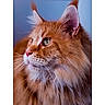 animal, calm, cat, close_up, curious, cute, domestic_cat, ears, eye, feline, fluffy_fur, indoor, mammal, nose, orange_tabby, pet, portrait, profile_view, soft_lighting, whiskers