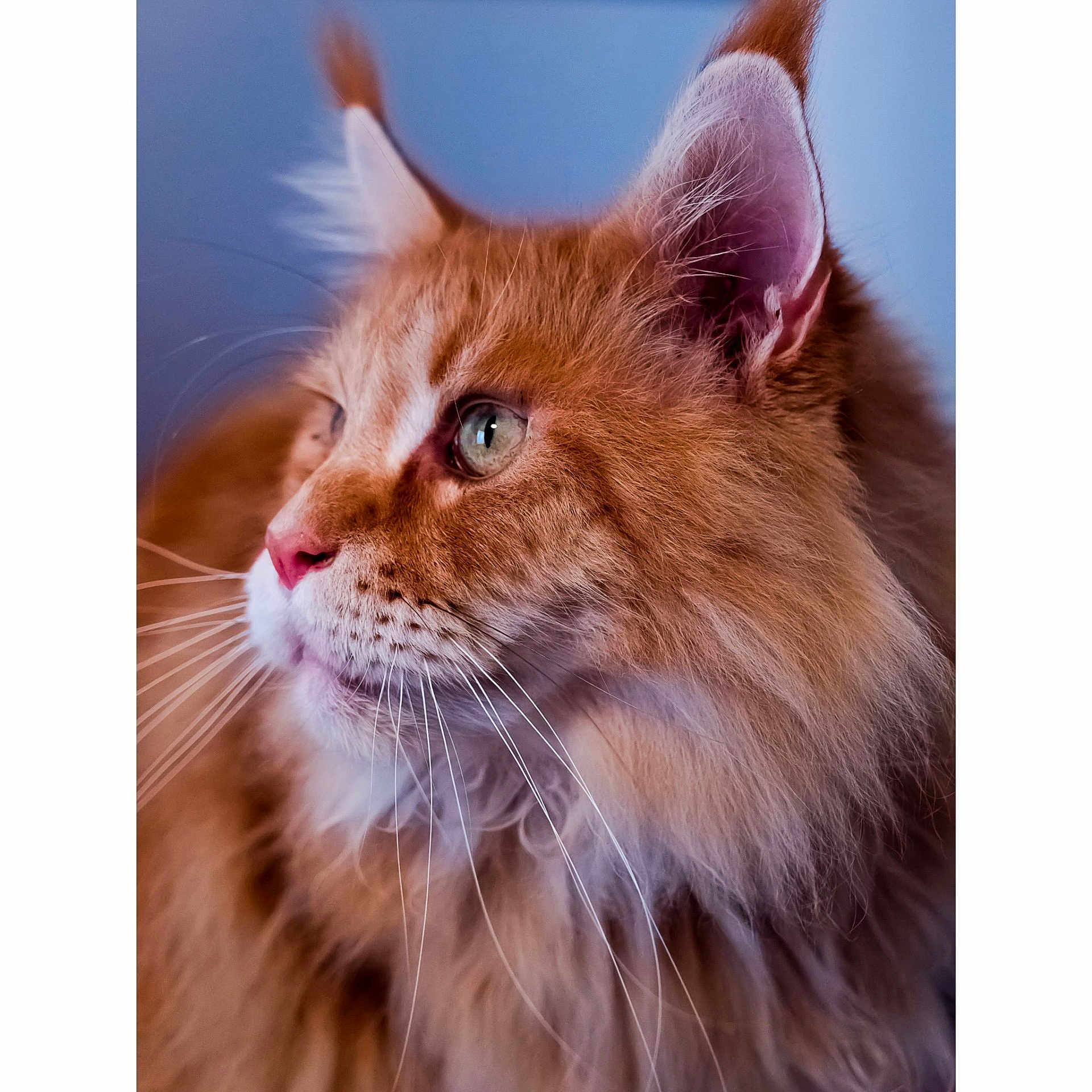 Martine Leconte participe au concours pour gagner de l'argent avec cette photo : animal, calm, cat, close_up, curious, cute, domestic_cat, ears, eye, feline, fluffy_fur, indoor, mammal, nose, orange_tabby, pet, portrait, profile_view, soft_lighting, whiskers