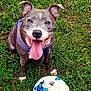 Naya participe au concours pour gagner de l'argent avec cette photo : dog, canine, pet, grass, soccer_ball, ball, purple_harness, tongue_out, happy, smiling, close_up, portrait, paws, outdoor, playful, chewed_ball, greenery, sitting, white_markings, sport