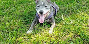 Naya a rejoint le concours — aidez-le/la à gagner de superbes lots ! dog, canine, pitbull, pet, grass, outdoors, park, harness, tongue, panting, lying_down, greenery, trees, sunlight, summer, happy, closeup, paws, muzzle, nature