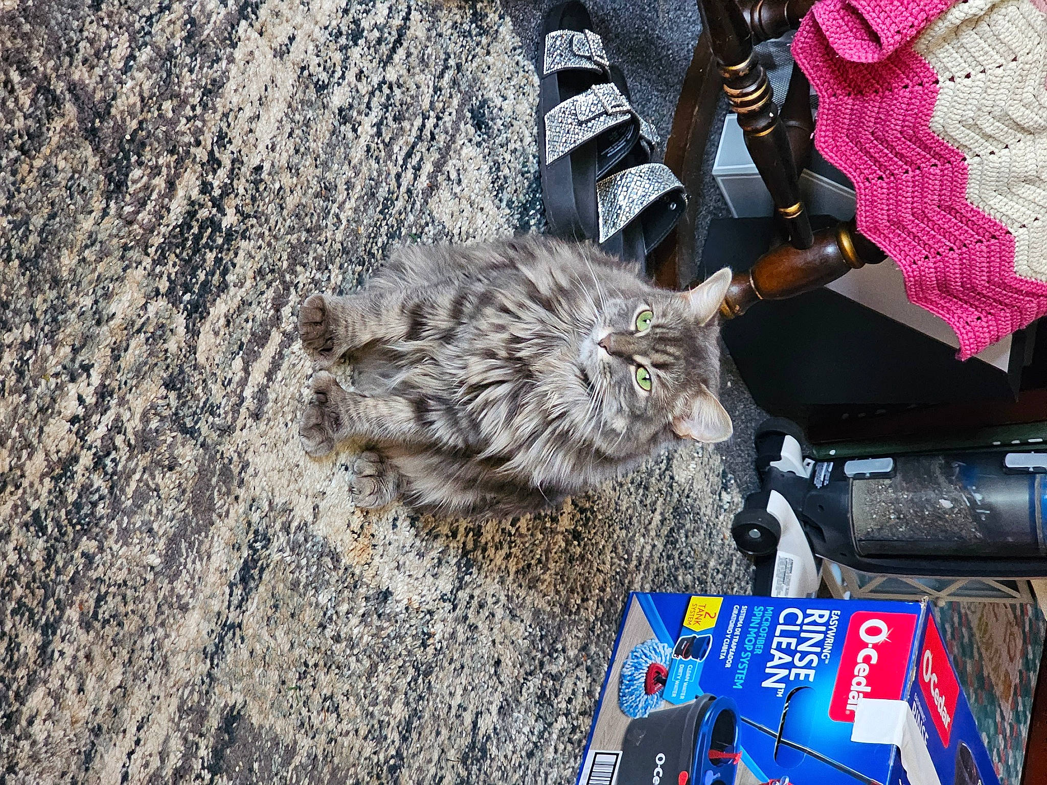 Lilac is registered to the contest to win money with this photo: asphalt, carnivore, claw, dog_breed, domestic_short_haired_cat, electric_blue, fashion_accessory, felidae, fur, glove, road_surface, small_to_medium_sized_cats, soil, sporting_group, street, tail, tartan, whiskers