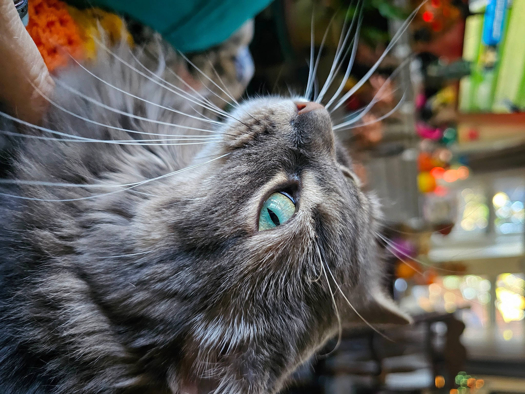 Lilac is registered to the contest to win money with this photo: carnivore, cat, claw, domestic_short_haired_cat, felidae, fur, small_to_medium_sized_cats, snout, terrestrial_animal, whiskers, wildlife