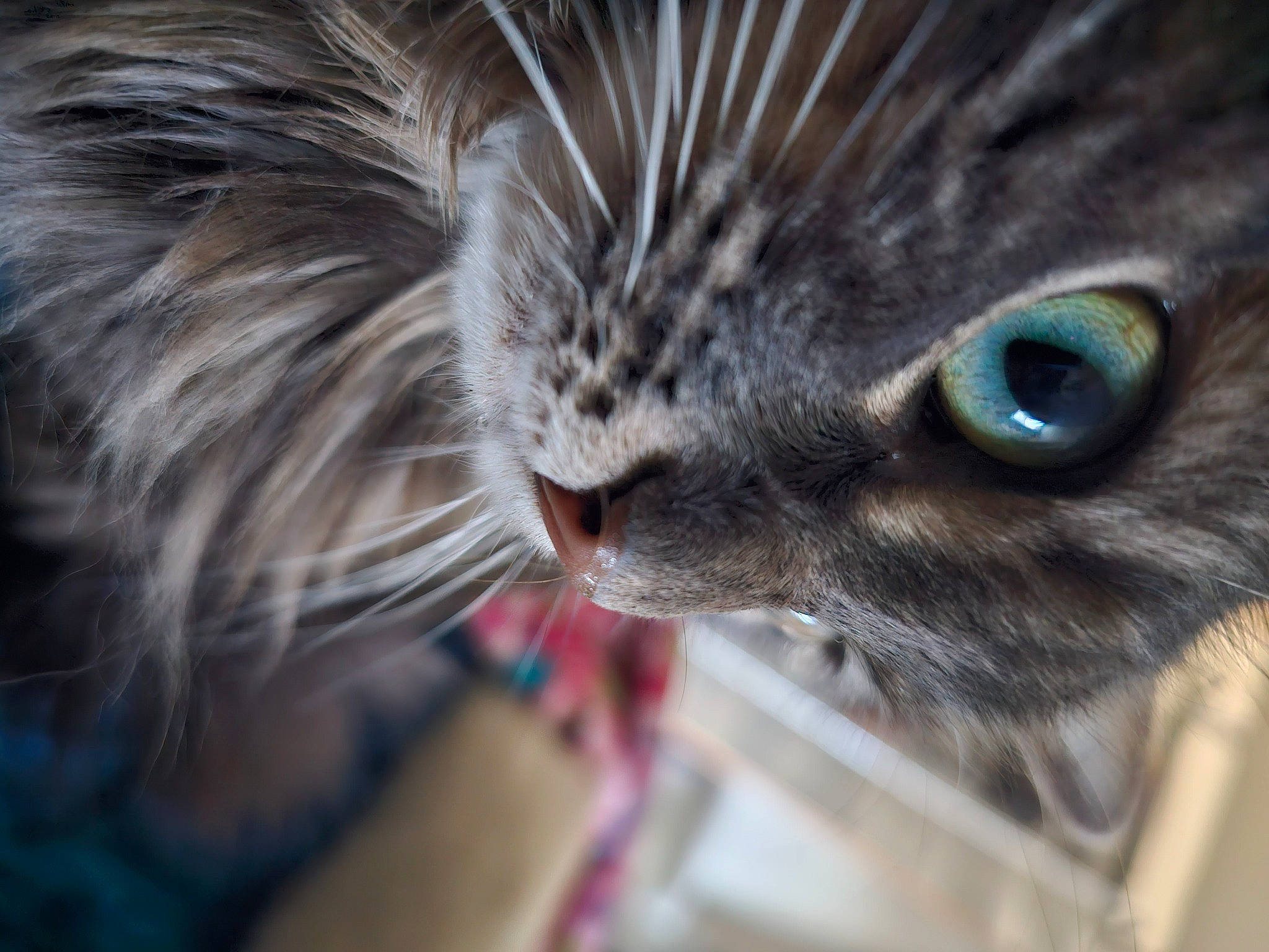 Lilac is registered to the contest to win money with this photo: carnivore, cat, claw, domestic_short_haired_cat, ear, electric_blue, eye, eyelash, fang, felidae, fur, head, iris, macro_photography, small_to_medium_sized_cats, snout, terrestrial_animal, whiskers, wildlife