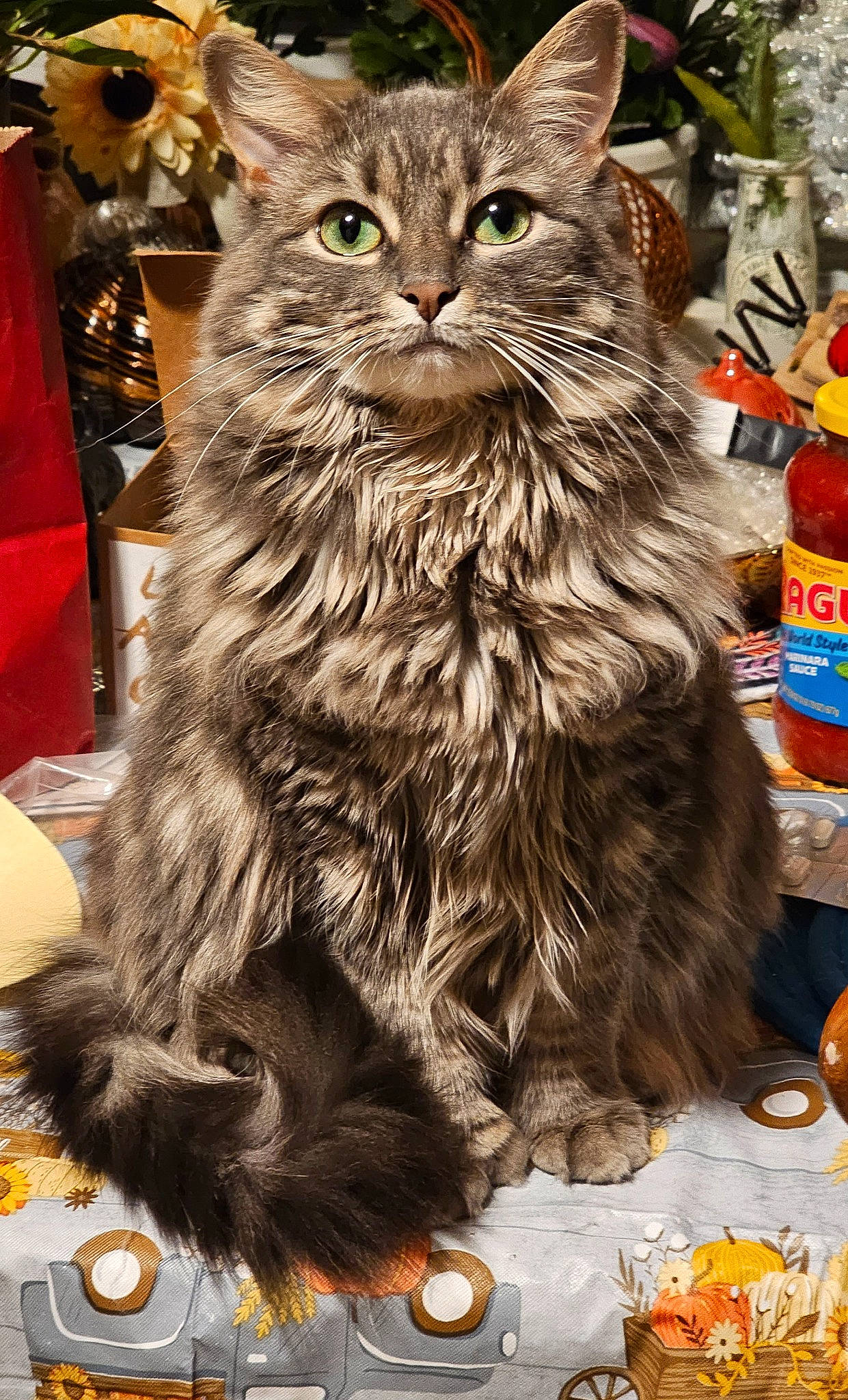 Lilac is registered to the contest to win money with this photo: carnivore, cat, domestic_short_haired_cat, event, felidae, fur, orange, small_to_medium_sized_cats, snout, tableware, terrestrial_animal, whiskers, wildlife