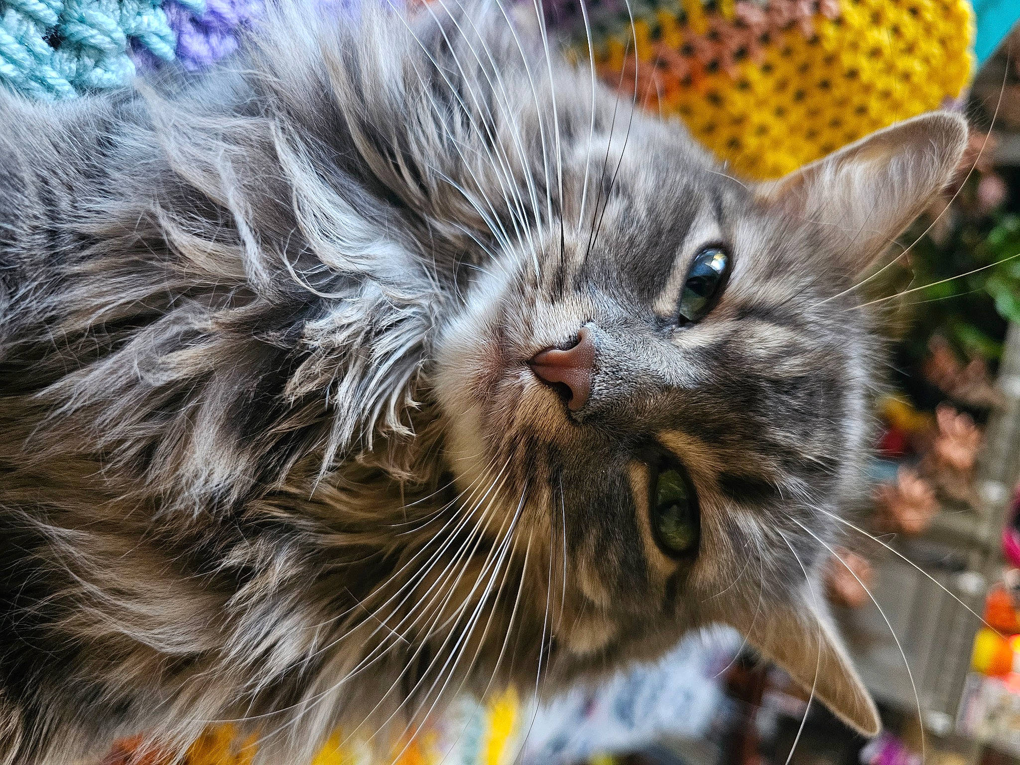 Lilac is registered to the contest to win money with this photo: carnivore, cat, claw, close_up, domestic_short_haired_cat, felidae, fur, grass, paw, small_to_medium_sized_cats, snout, terrestrial_animal, tree, whiskers, wildlife, yellow