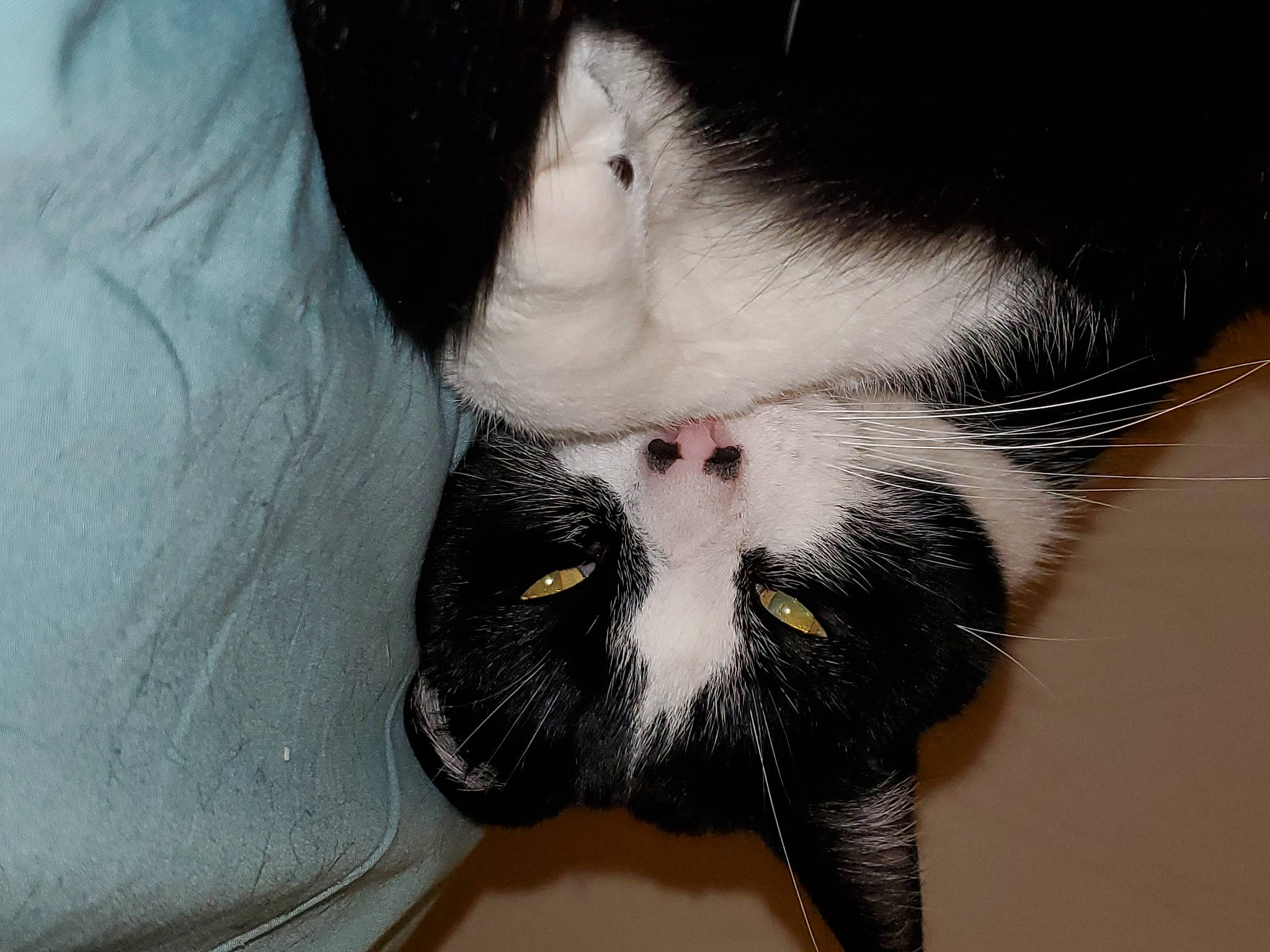 Gizmo is registered to the contest to win money with this photo: carnivore, cat, claw, close_up, ear, eye, felidae, fur, kitten, nose, polydactyl_cat, small_to_medium_sized_cats, snout, tail, whiskers