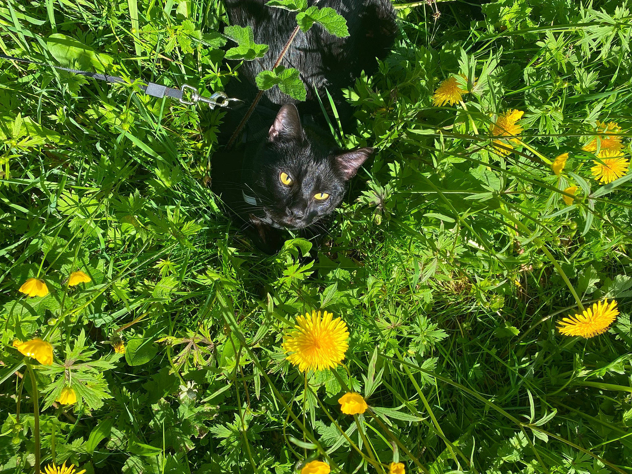 Miko a rejoint le concours — aidez-le/la à gagner de superbes lots ! botany, carnivore, cat, dandelion, felidae, flower, flowering_plant, grass, grass_family, grassland, groundcover, herbaceous_plant, lawn, meadow, petal, plant, plant_community, shrub, small_to_medium_sized_cats, whiskers