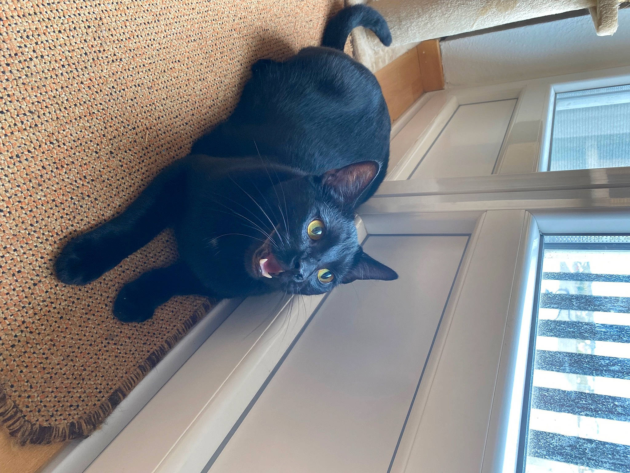 Miko participe au concours pour gagner de l'argent avec cette photo : black_cat, carnivore, cat, comfort, domestic_short_haired_cat, door, electric_blue, felidae, fixture, floor, flooring, fur, grey, russian_blue, small_to_medium_sized_cats, snout, tail, whiskers, window, wood