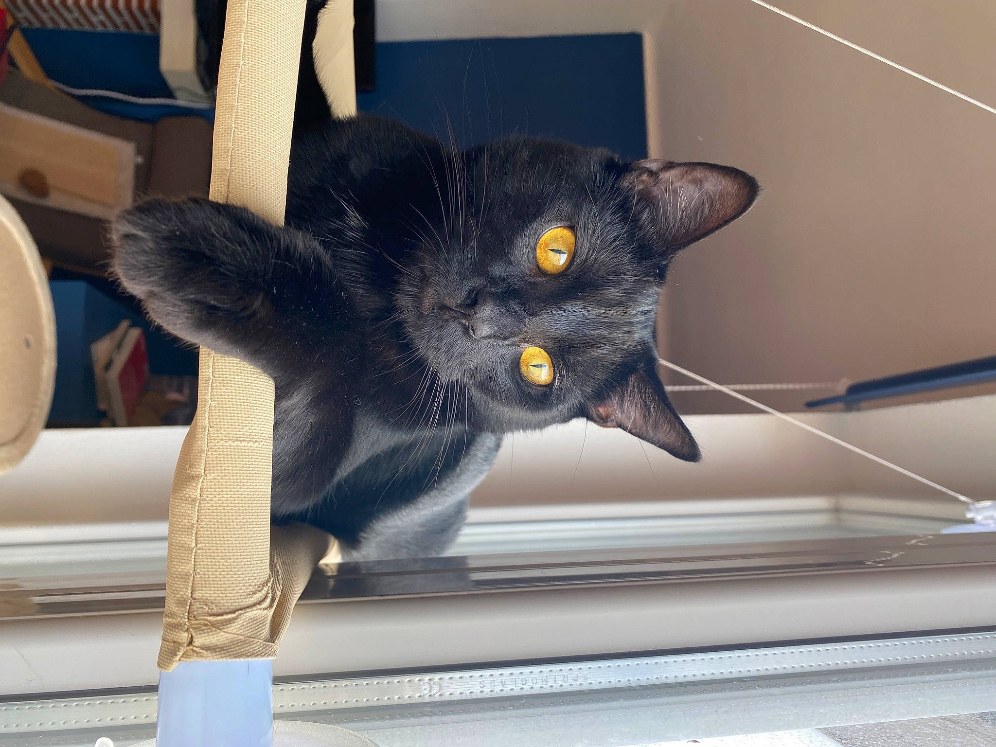 Miko a rejoint le concours — aidez-le/la à gagner de superbes lots ! black_cat, carnivore, cat, claw, comfort, domestic_short_haired_cat, felidae, fur, grey, small_to_medium_sized_cats, tail, whiskers, window